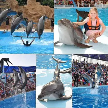 Dolphin Show