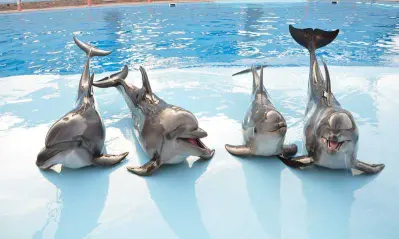dolphin show