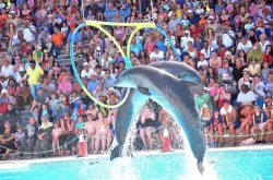 dolphin show
